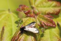 Adela reaumurella