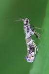 Gracillaria syringella