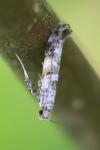 Gracillaria syringella