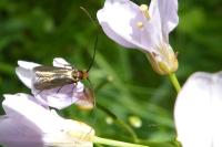 Cauchas rufimitrella