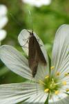 Coleophora lutarea