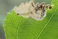 Eriocrania semipurpurella