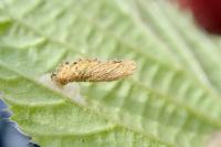 Coleophora serratella