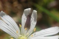 Coleophora lutarea