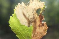 Eriocrania sangii