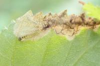 Eriocrania semipurpurella