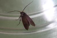 Cauchas rufifrontella