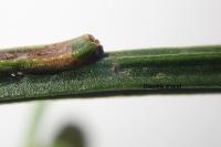 Trifurcula immundella