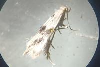 Elachista maculicerusella