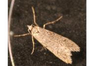 Diurnea fagella