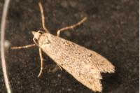 Diurnea fagella
