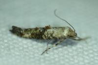 Epermenia chaerophyllella