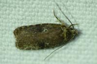 Agonopterix purpurea