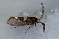 Incurvaria masculella