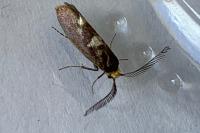 Incurvaria masculella