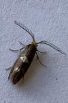Incurvaria masculella