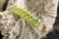 Wheeleria spilodactyla
