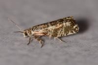 Epinotia tedella
