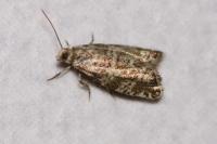 Epinotia tedella