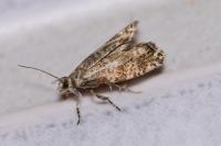 Epinotia tedella