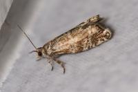 Epinotia tedella