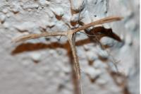 Emmelina monodactyla