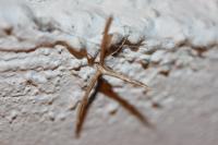 Emmelina monodactyla