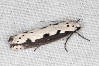 Ethmia bipunctella