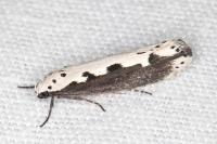 Ethmia bipunctella