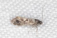 Denisia lutea