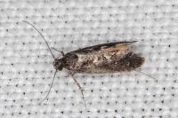 Denisia lutea