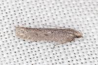 Oxypteryx helotella