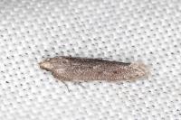 Oxypteryx helotella