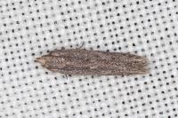 Oxypteryx helotella
