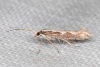 Plutella xylostella