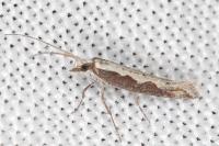 Plutella xylostella