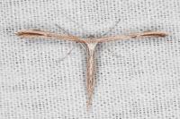 Emmelina monodactyla