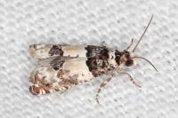 Epinotia thapsiana