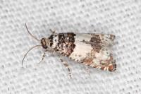 Epinotia thapsiana
