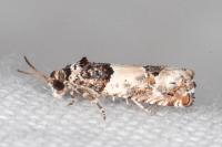 Epinotia thapsiana
