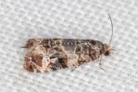 Lobesia botrana