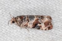 Lobesia botrana