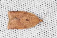 Clepsis consimilana