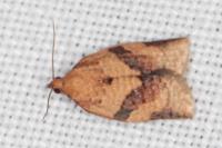 Clepsis consimilana