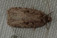 Agonopterix ocellana