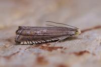 Grapholita caecana