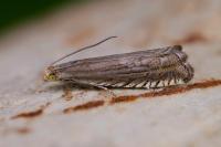 Grapholita caecana