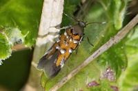 Pancalia leuwenhoekella