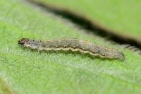 Ypsolopha falcella