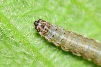 Ypsolopha falcella